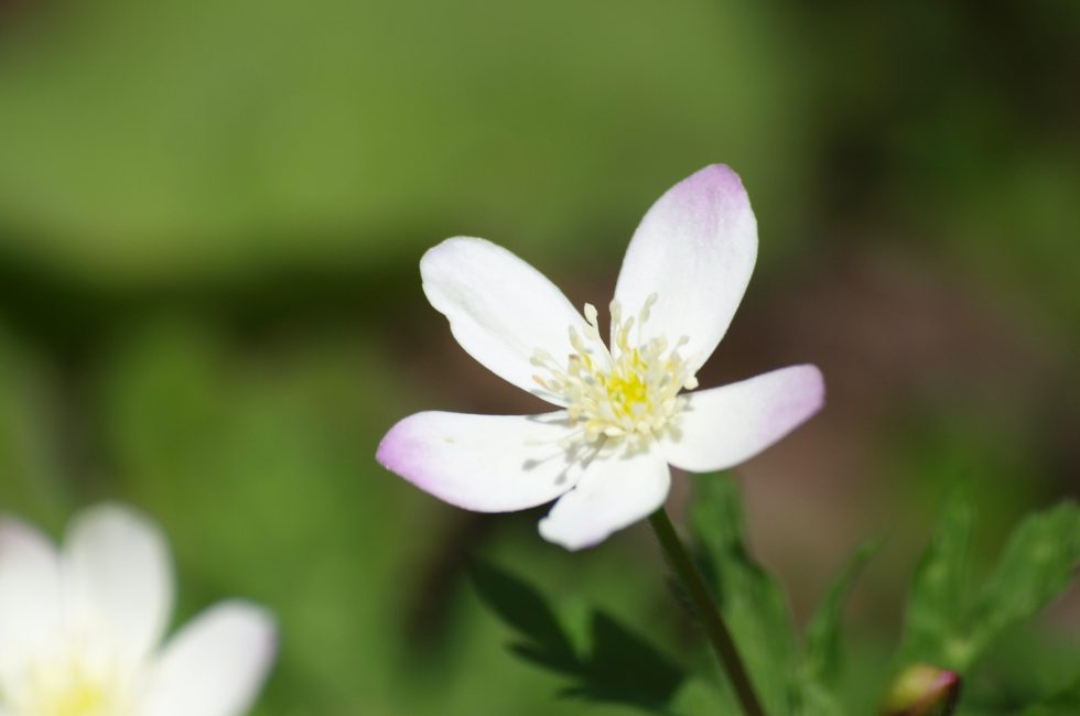 この時期だけの風物詩 ニリンソウが開花 見頃は間もなく 五千尺ホテル上高地 公式