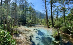 夏の岳沢湿原　美しい水の流れと枯れ木の林