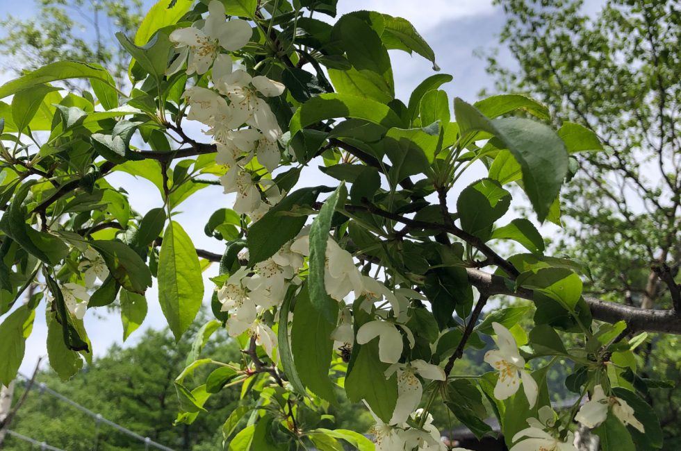 小梨の花