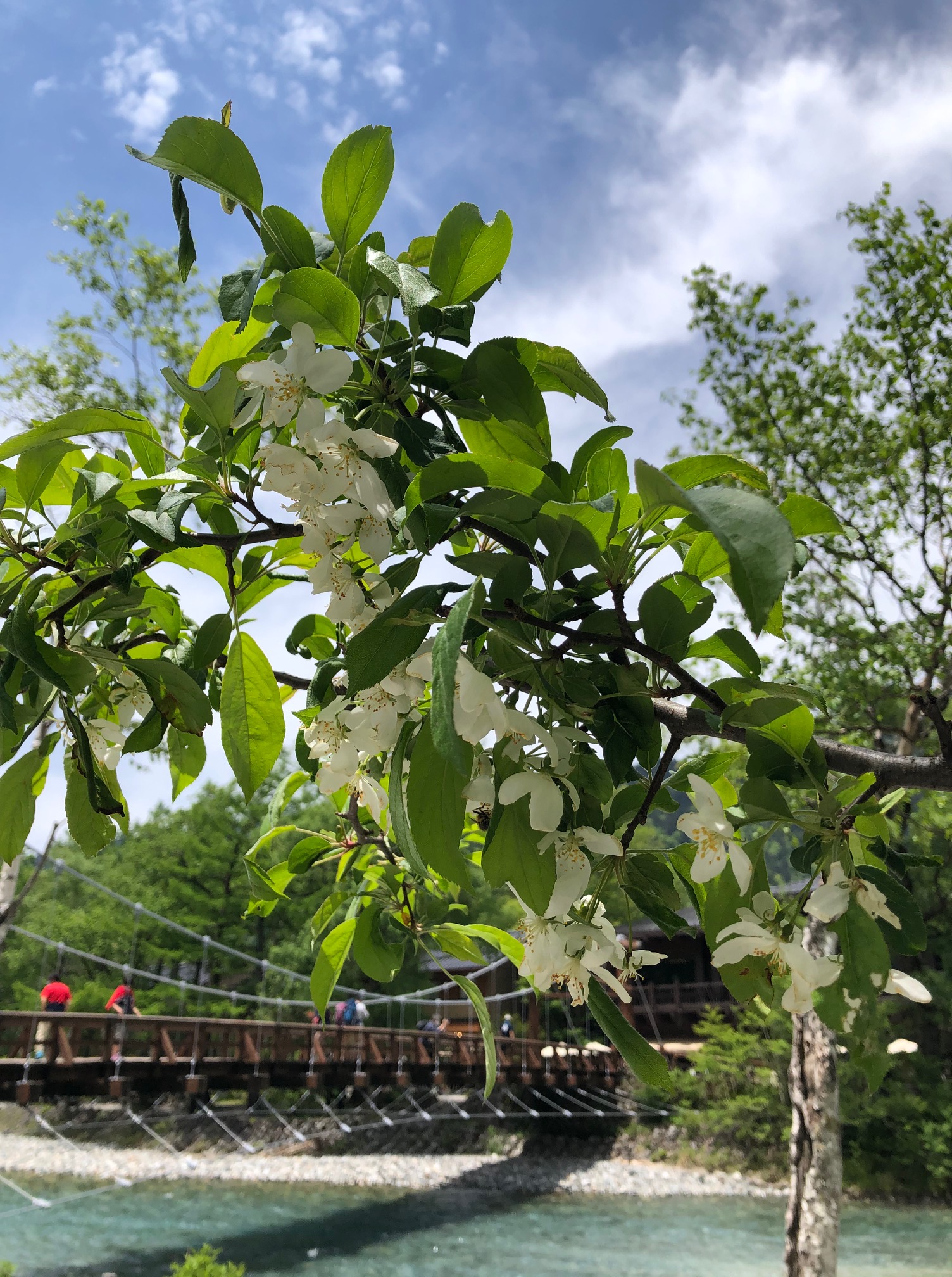 小梨の花