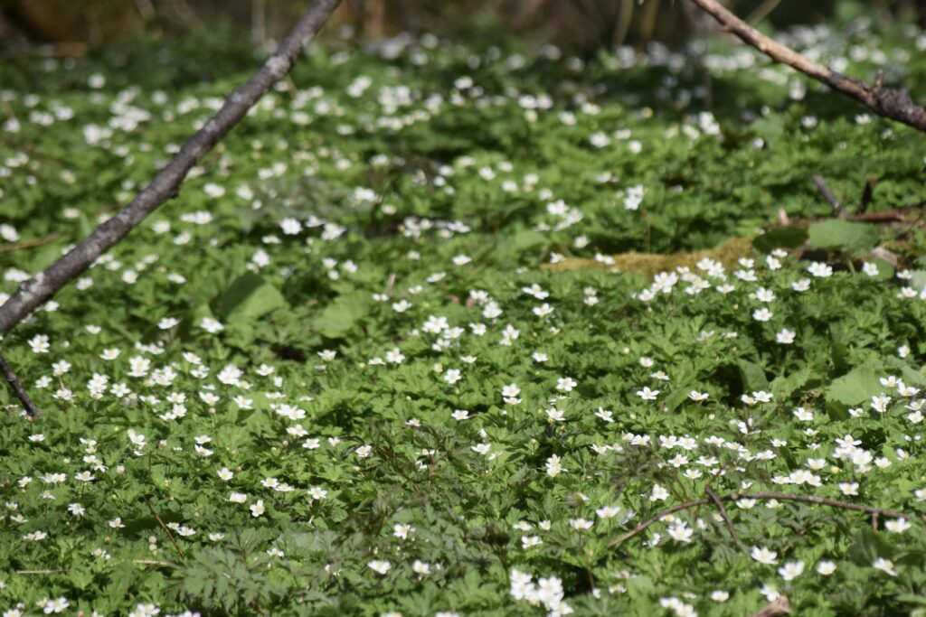 上高地の春を代表する花ニリンソウ