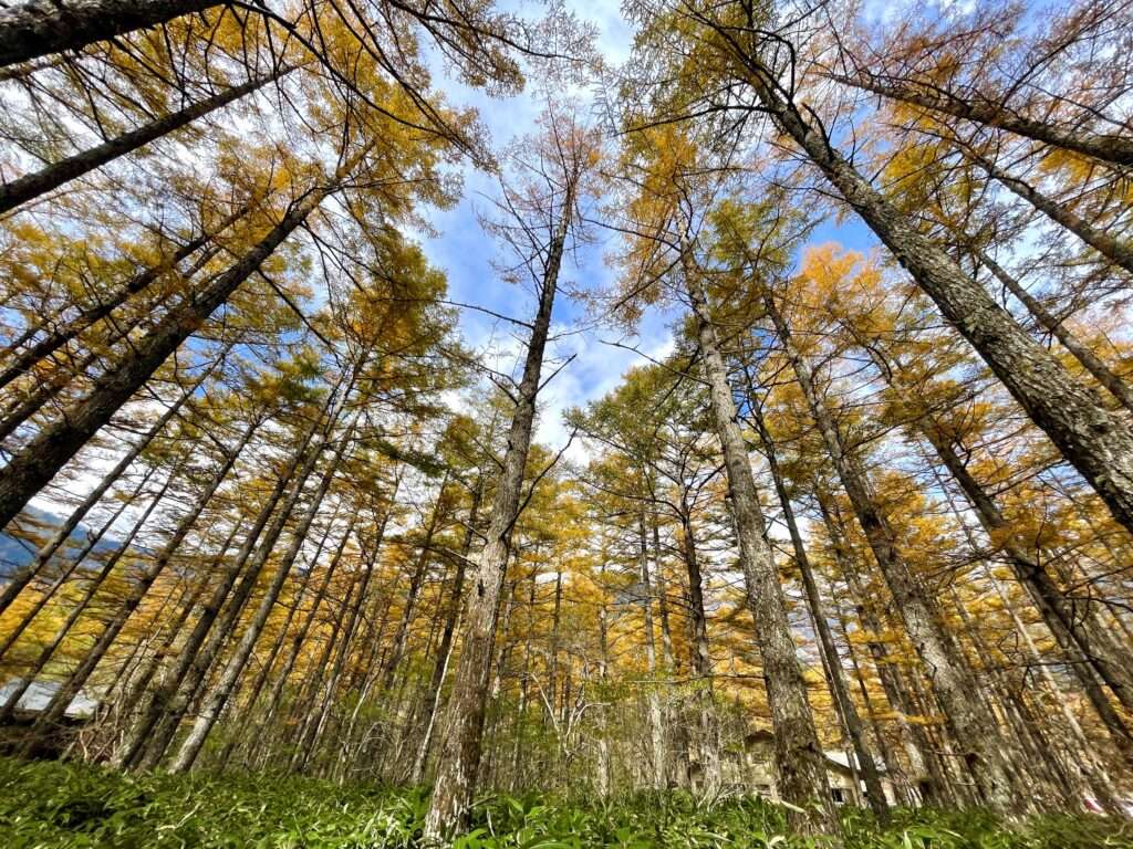 宿泊して楽しむ上高地の紅葉