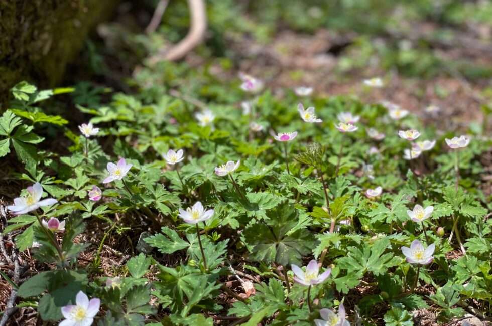 上高地の新緑を代表する花「ニリンソウ」