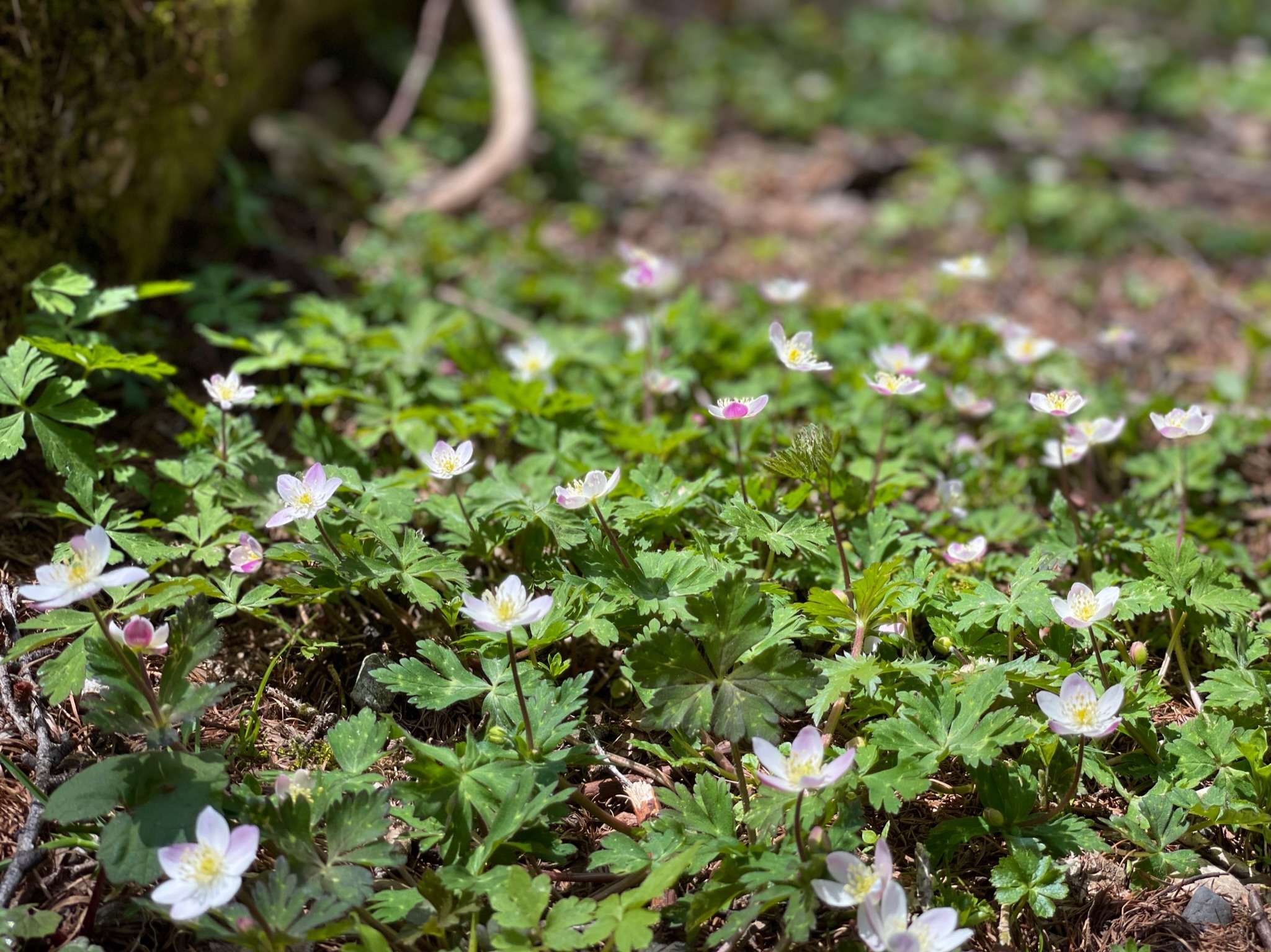 上高地の新緑を代表する花「ニリンソウ」