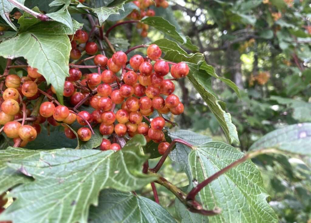 秋の訪れを感じさせる植物