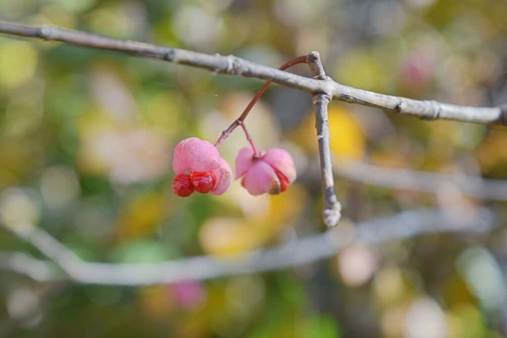 マユミの種