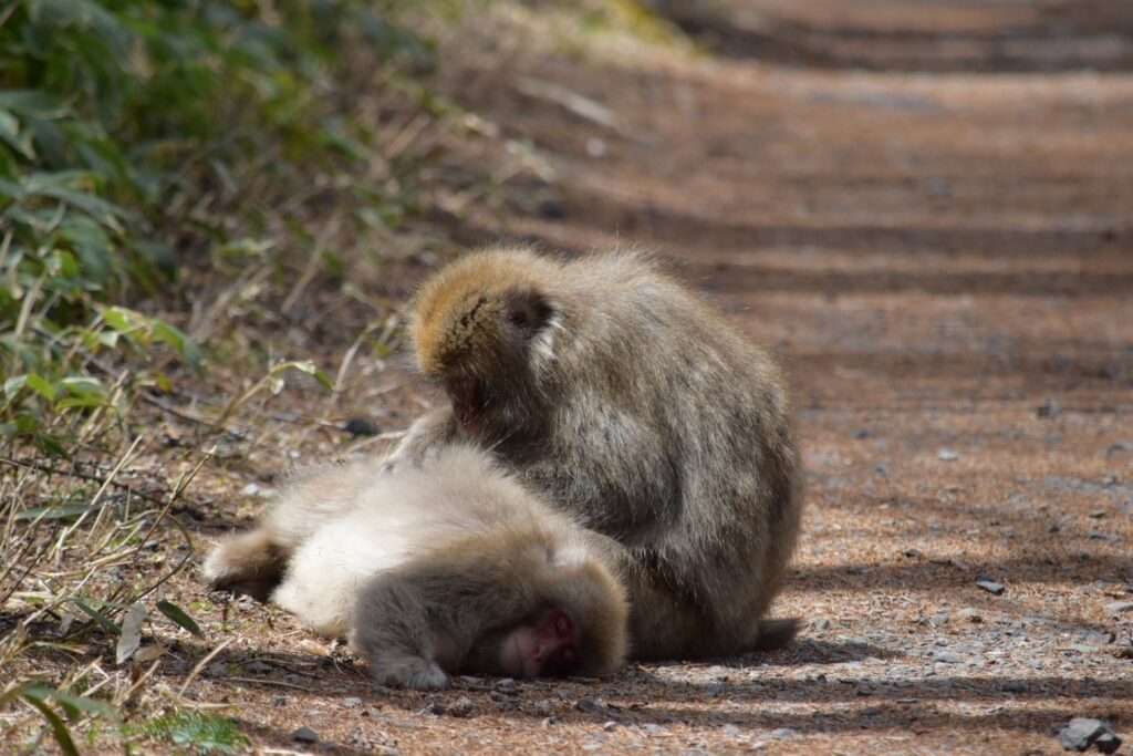 遊歩道で毛づくろいをしあう猿達