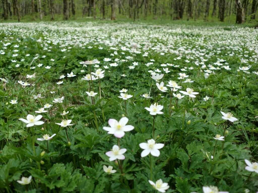 上高地の春を代表する花「ニリンソウ」の群生