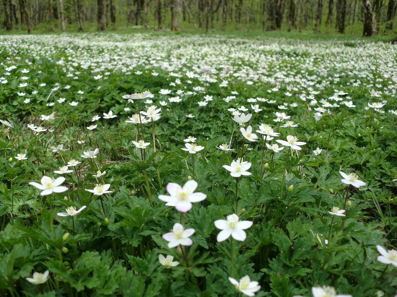 上高地の春を代表する花「ニリンソウ」の群生