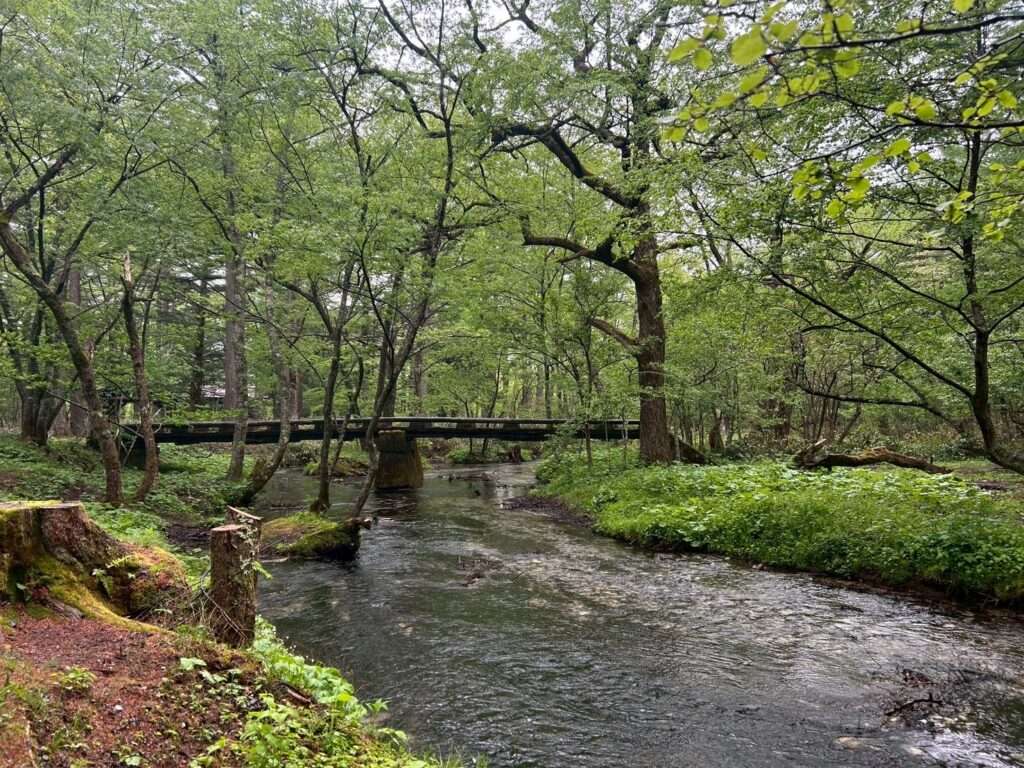 小梨平キャンプ場内　中川　中川橋からの景色　碧々とした緑　