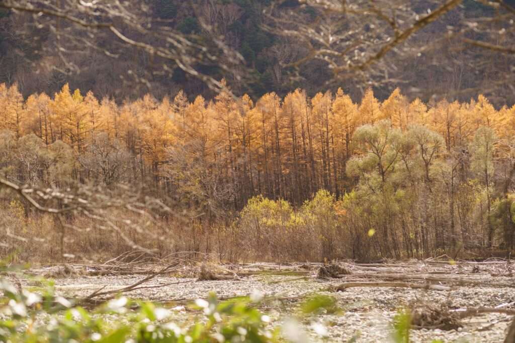 2025年上高地紅葉】見頃はいつ？絶景スポット・旅行計画のコツ ※9/17