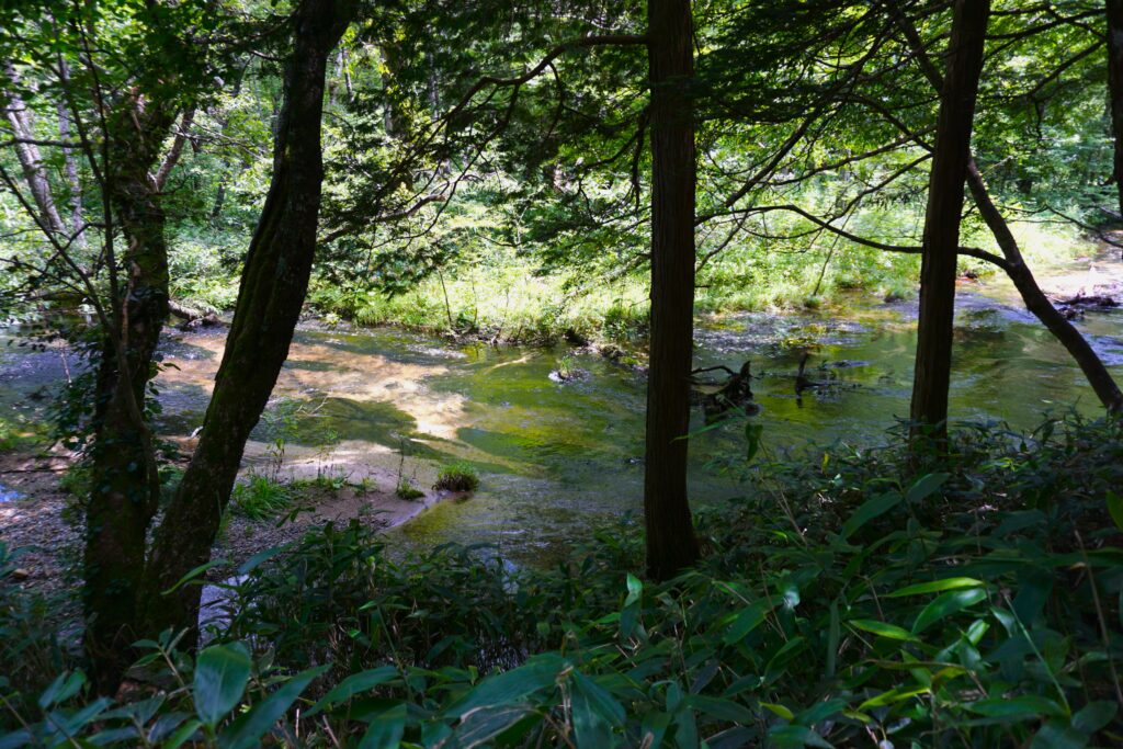 善六沢　岳沢湿原　上高地　川