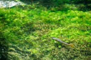 小梨平でみれる魚