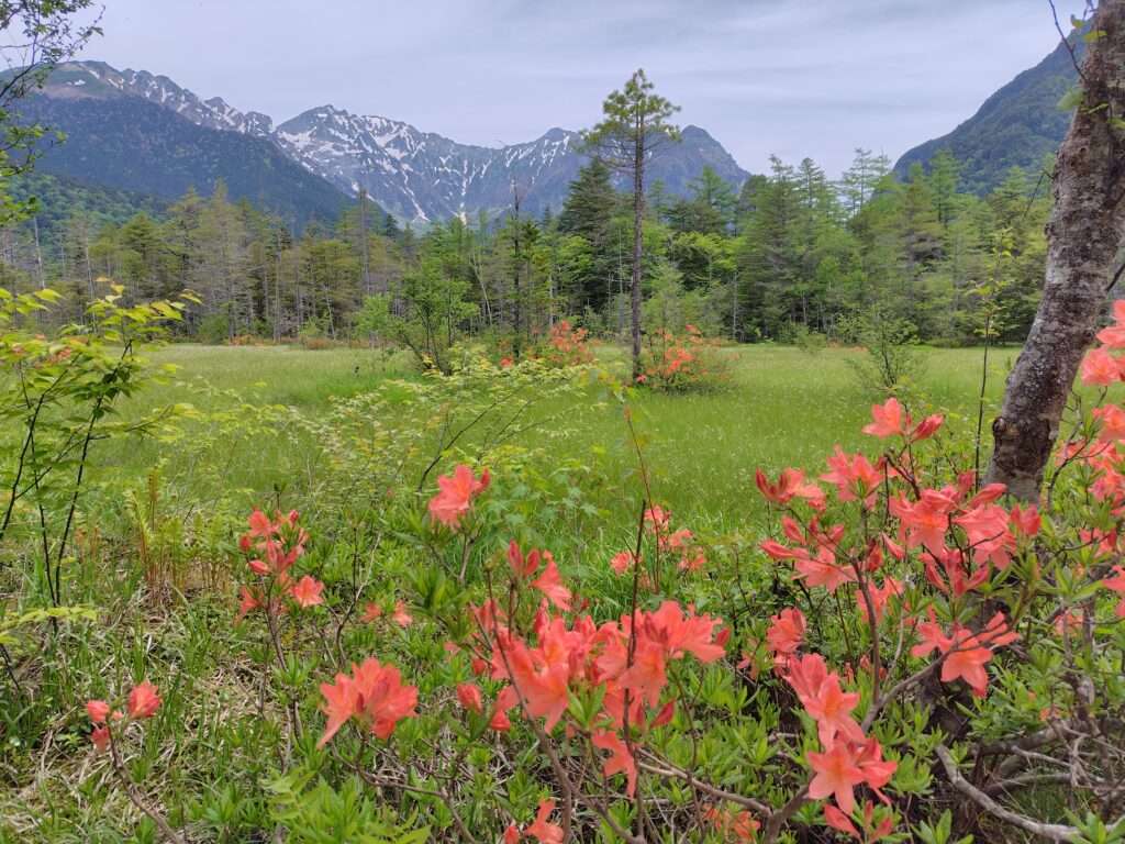 上高地・6月の田代湿原とレンゲツツジ
