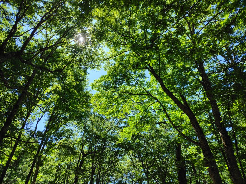 上高地・梅雨の晴れ間と新緑