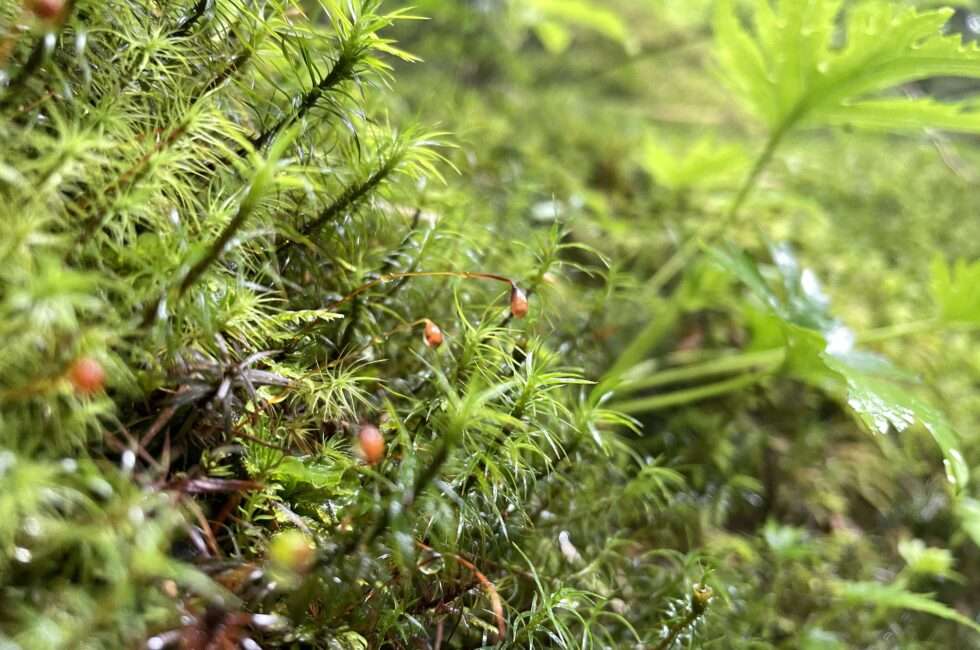 梅雨の雨に濡れたコケ