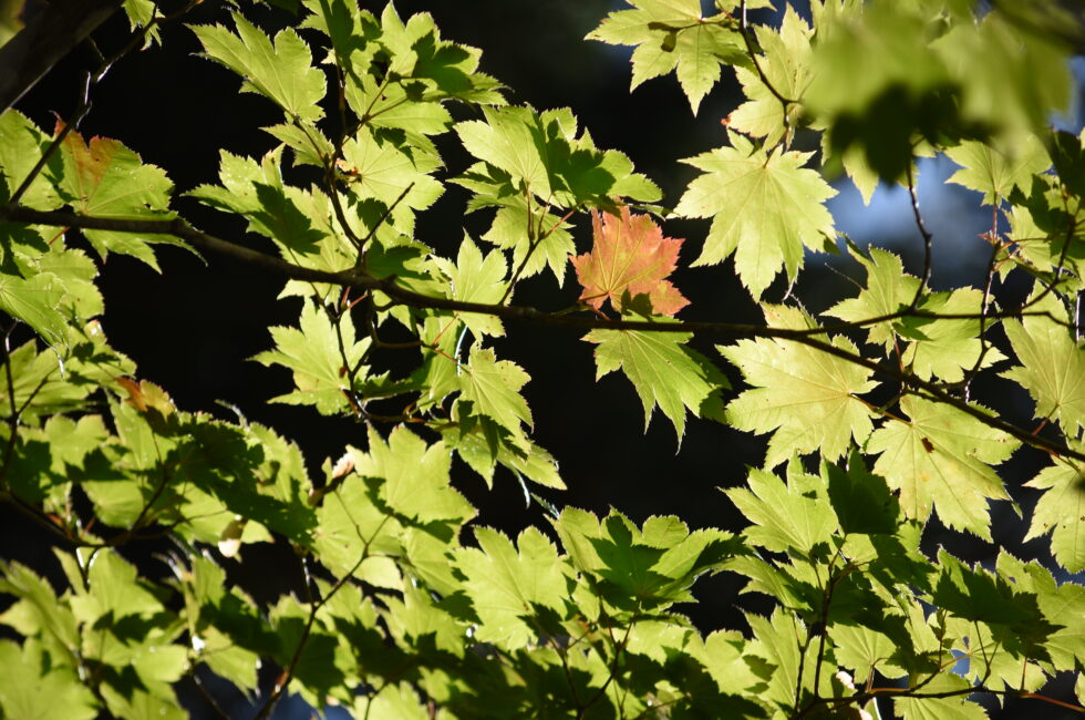 10月の上高地・紅葉し始めたハウチワカエデの葉