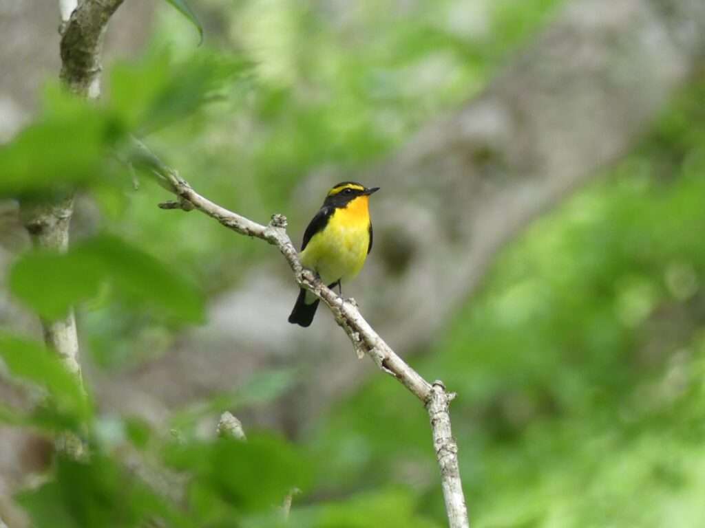 上高地の野鳥　キビタキ