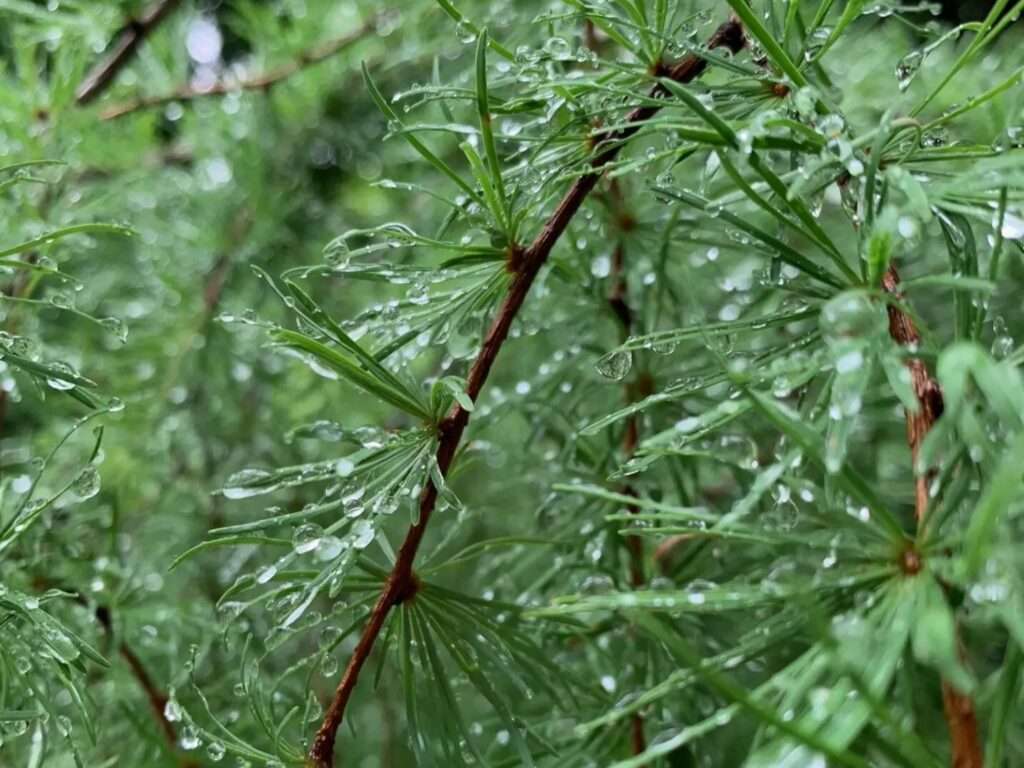 上高地　カラマツと雨粒