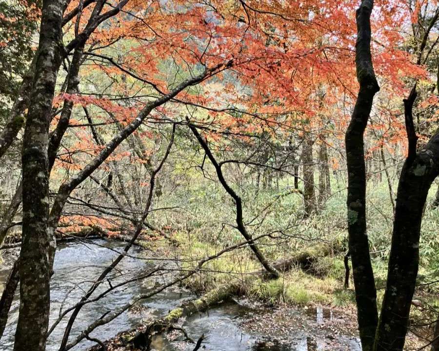 右岸道の紅葉