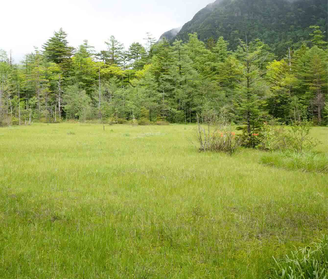 上高地観光スポット：田代池・田代湿原